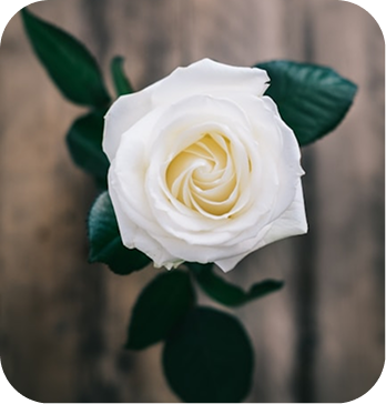 White Rose