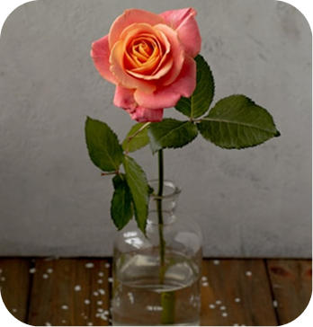 Pink Rose